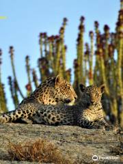 Jawai Safari's