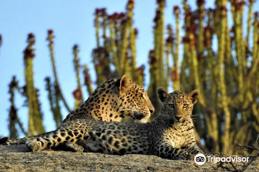 Jawai Safari's