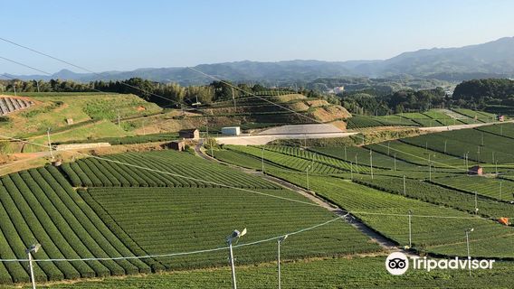 Yame Chuo Tea Garden