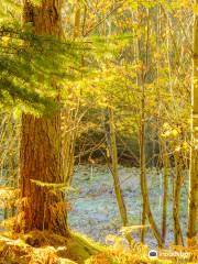 Kirkhill Forest and Tyrebagger Wood