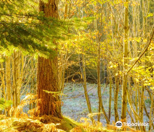 Kirkhill Forest