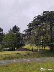 Oregon's Largest Monterey Cypress
