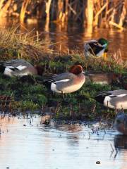 RSPB Greylake