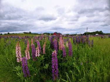 Florenceville-Bristol