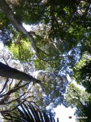 Gray's Bush Scenic Reserve Walks