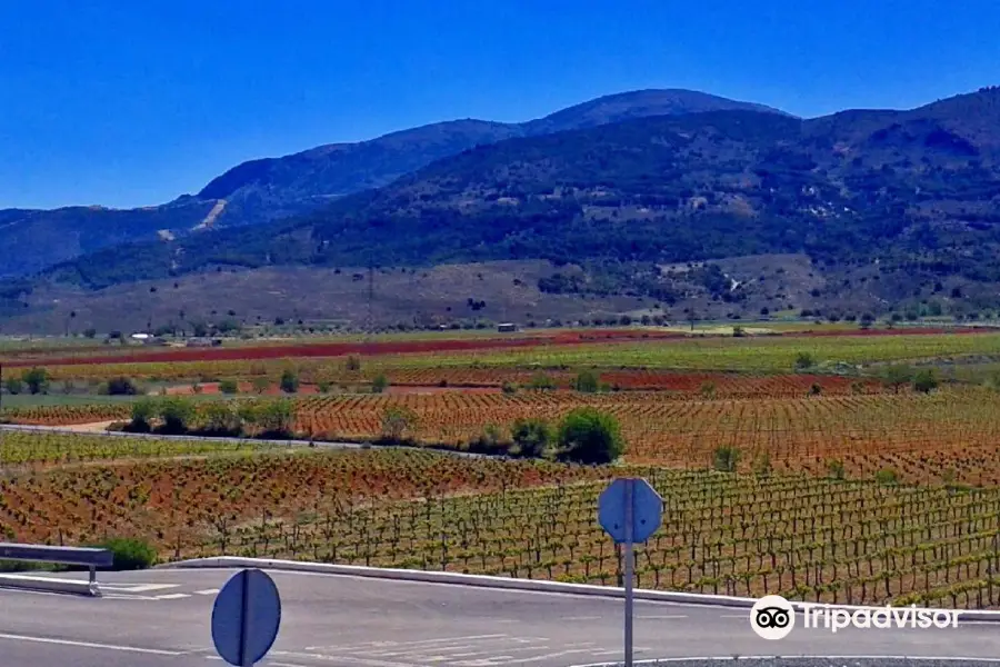 Bodega Fuente Victoria