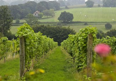 a'Beckett's Vineyard