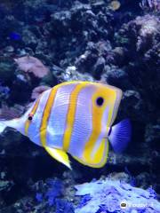 Acuario de la Universidad de Murcia