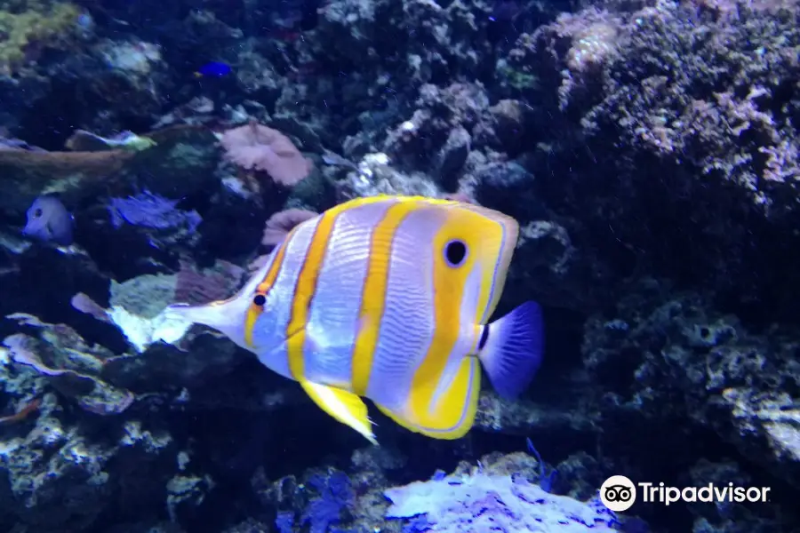 Acuario de la Universidad de Murcia