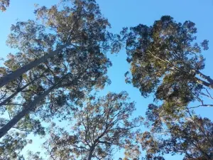 Bodalla Forest Rest Area