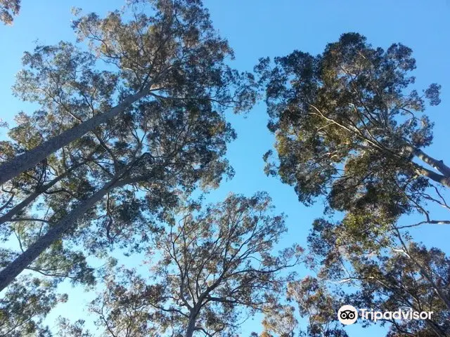 Bodalla Forest Rest Area