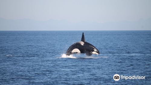 Prince of Whales Whale & Marine Wildlife Adventures