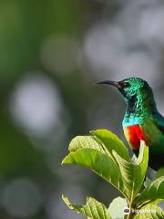 Birdwatching in The Gambia