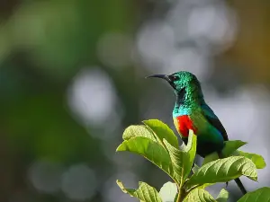 Birdwatching in The Gambia