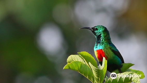 Birdwatching in The Gambia