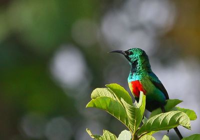 Birdwatching in The Gambia