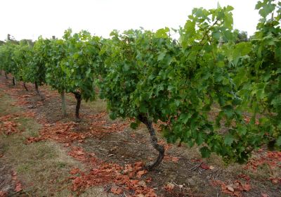 Shawsgate Vineyard