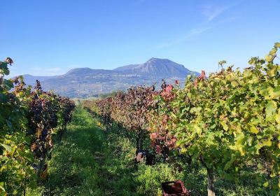 Azienda Agricola Fusco Libero