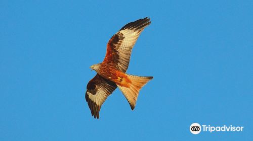 Tollie Red Kites