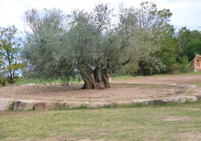 樹齡千年的橄欖樹