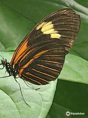 Butterfly Pavilion