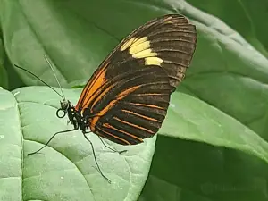 Butterfly Pavilion and Insect Center