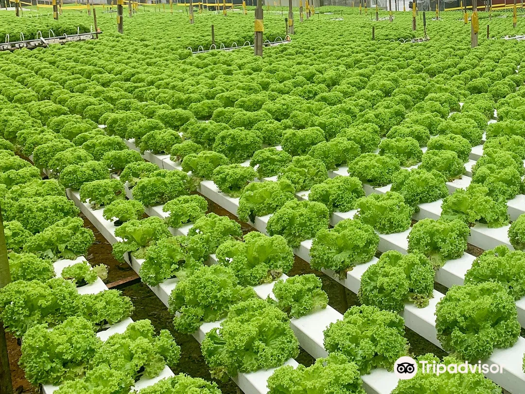 2_Green View Garden Cameron Highlands