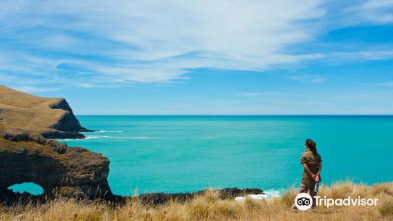 Pohatu penguins/Plunge NZ Ltd