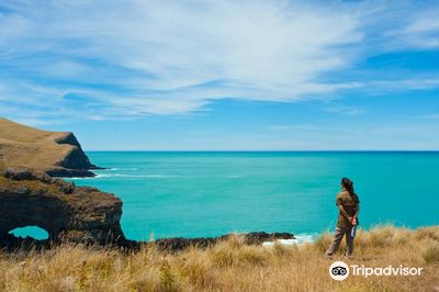 Pohatu penguins/Plunge NZ Ltd