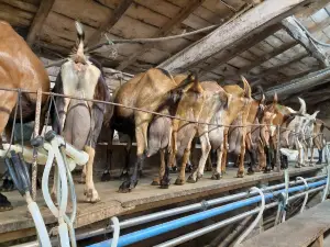 Ferme Pedagogique Le Chaudron Magique