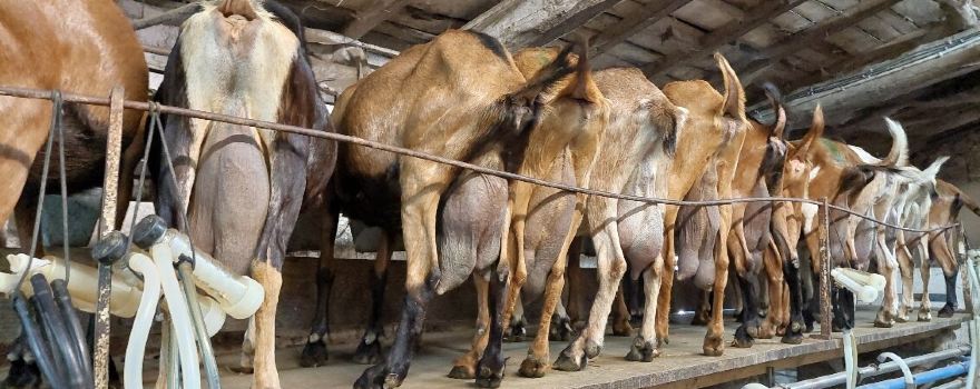 Ferme Pedagogique Le Chaudron Magique