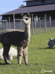 Alpacas at Marquam Hill Ranch