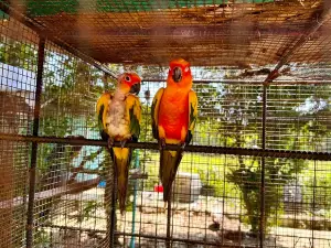 Xzootic Animal Park