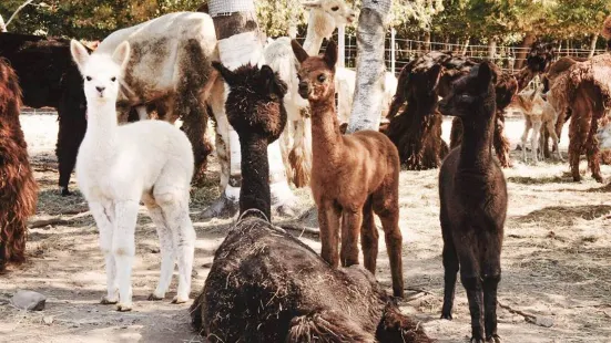 Alpagas du Domaine Poissant