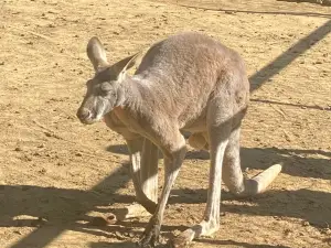 LE PARC AUSTRALIEN parc animalier intéractif