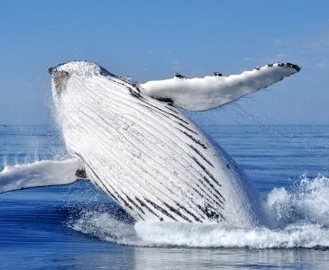 Whale Watching At Sea in Gold Coast