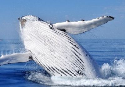 The Scuba Coach - Gold Coast Ocean Adventures