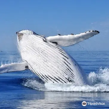 Whale Watching At Sea in Gold Coast