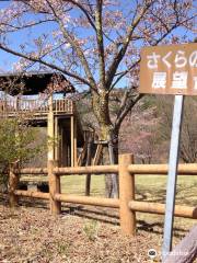 Misakaji Sakura Park