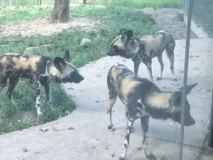 バインダー・パーク動物園