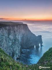 RSPB Bempton Cliffs