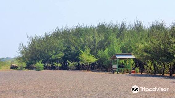 Pantai Cemara