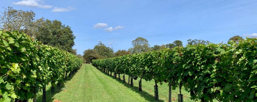 Shawsgate Vineyard