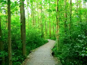 Asbury Woods