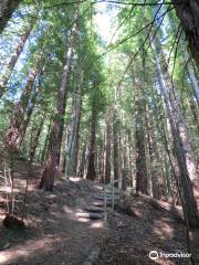 Natural Monument of the Sequoias of Monte Cabezón