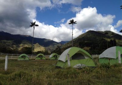 Bosques de Cocora