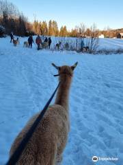 Skogen Alpakka