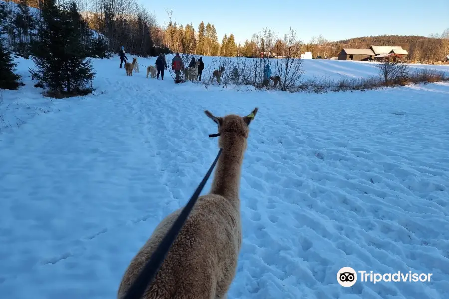 Skogen Alpakka