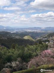 Hirohashi Plum Valley