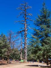 Bosque del Cedro Gouraud